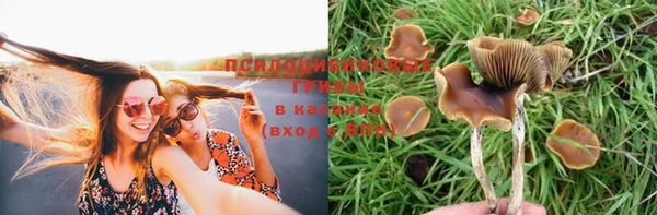 крисы Абаза